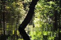 Floresta submersa no arquipélago de Anavilhanas, região de Novo Airão - AM